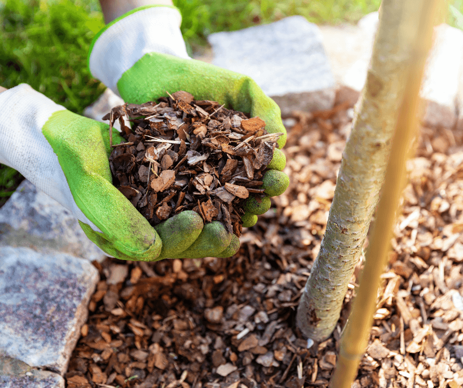Paysagiste à Lunéville : nos solutions écologiques pour entretenir votre jardin